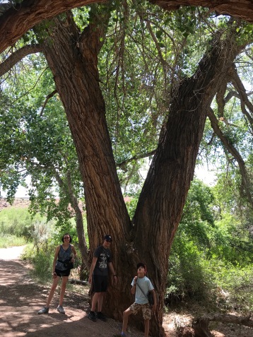 One of the biggest tree in the park
