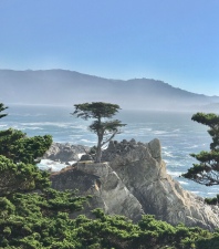 “Lone Cypress” 200 yr old Cypress - Mid way point - 17 Mile Drive